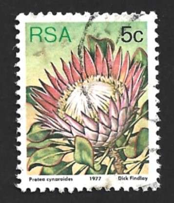 1977 SOUTH AFRICA FLORA, PROTEA PLANTS