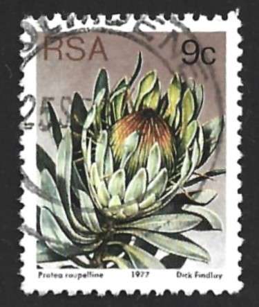 1977 SOUTH AFRICA FLORA, PROTEA PLANTS