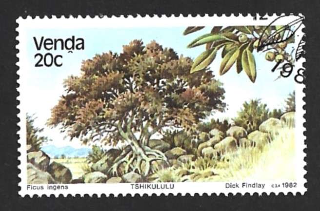 1982 VENDA TREES