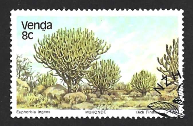 1982 VENDA TREES