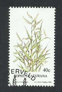 1984 BOPHUTHATSWANA INDIGENOUS GRASS