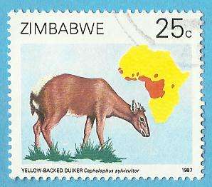 1987 ZIMBABWE DUIKERS OF AFRICA SURVEY