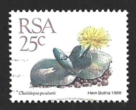 1988 SOUTH AFRICA SUCCULENTS