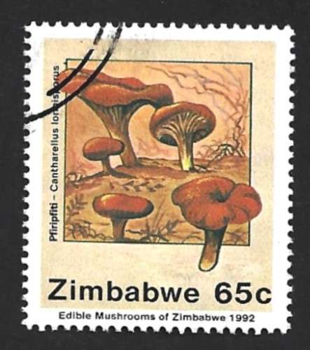 1992 ZIMBABWE EDIBLE MUSHROOMS