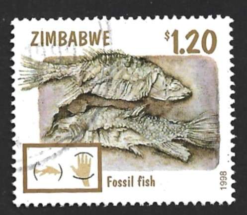 1998 ZIMBABWE FOSSILS
