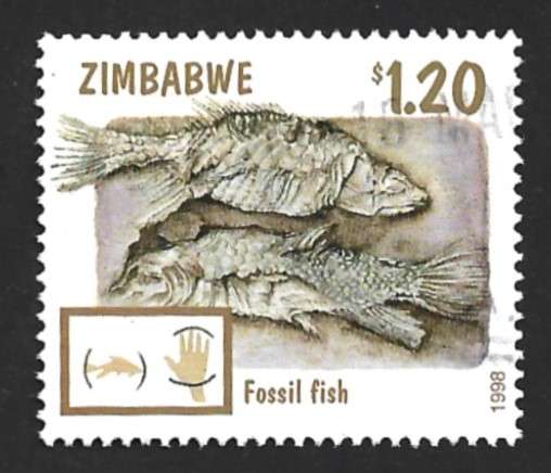 1998 ZIMBABWE FOSSILS