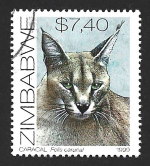 1999 ZIMBABWE CATS