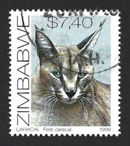 1999 ZIMBABWE CATS