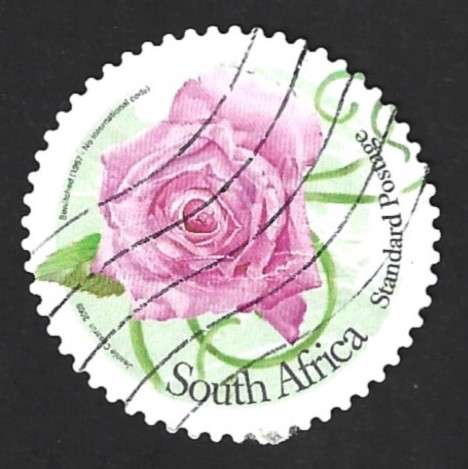 2009 SOUTH AFRICA ROSES