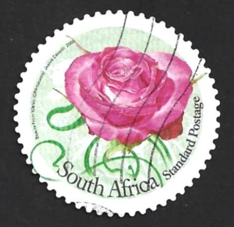 2009 SOUTH AFRICA ROSES