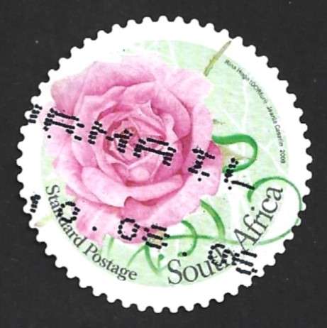 2009 SOUTH AFRICA ROSES