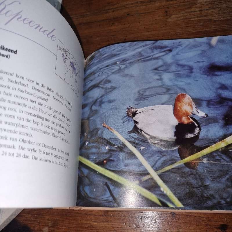 Eksotiese watervoels - Hilko Insel