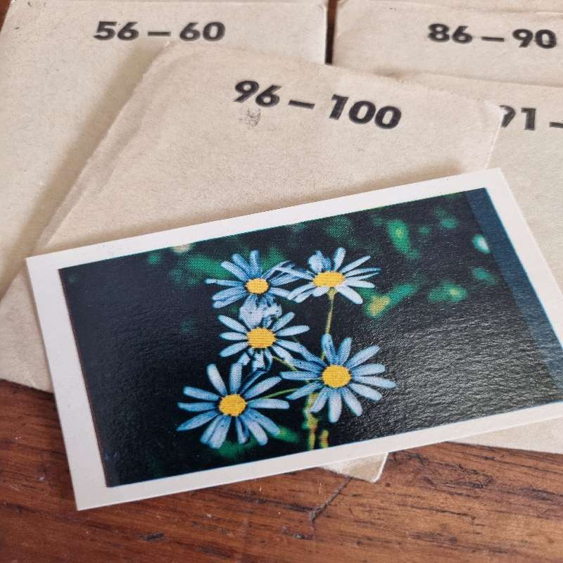 Vintage Cards - Our Flower Paradise - Kirstenbosch - Coca Cola Cards 1-100 in original pouches