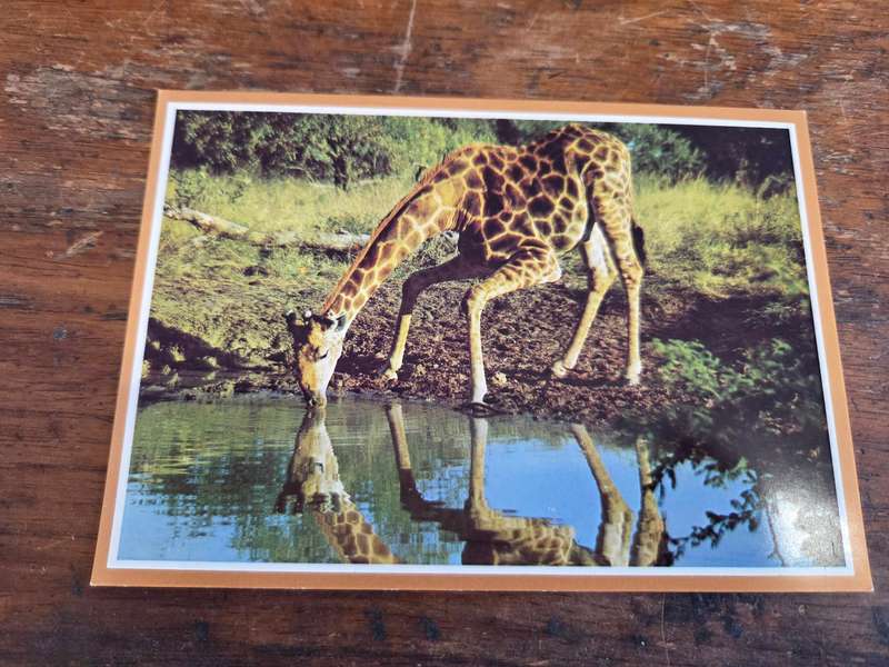 Vintage Post Card - Unused - Giraffe, Kruger National Park