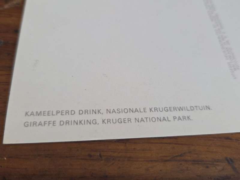 Vintage Post Card - Unused - Giraffe, Kruger National Park
