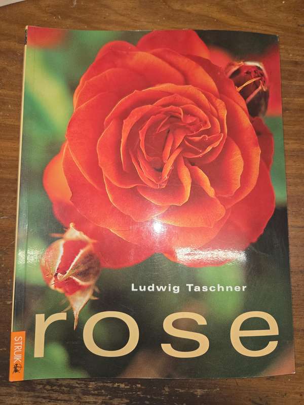 Rose - Ludwig Taschner