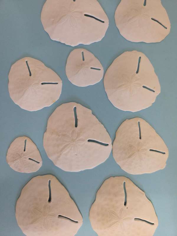 10 x Real Pansy Shells - Good condition Various sizes - what you see is what you get.