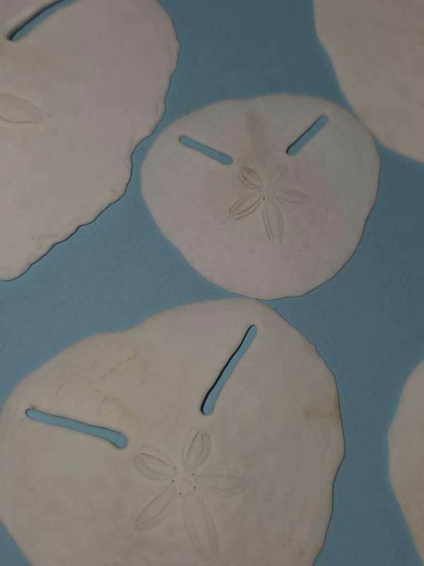 10 x Real Pansy Shells - Good condition Various sizes - what you see is what you get.