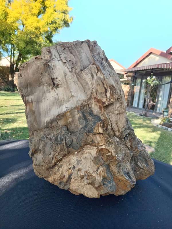 Petrified Wood Fossil Rock 23 kg