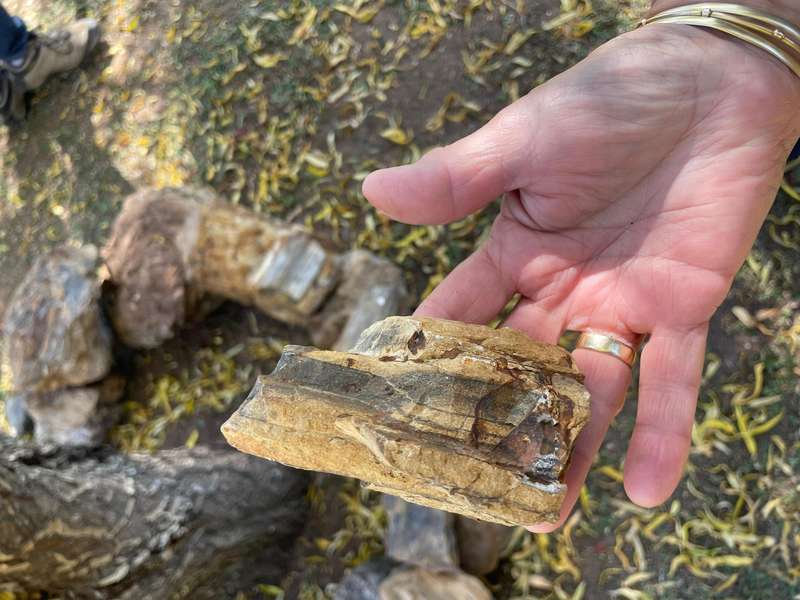 Petrified Wood Fossil Rock 23 kg