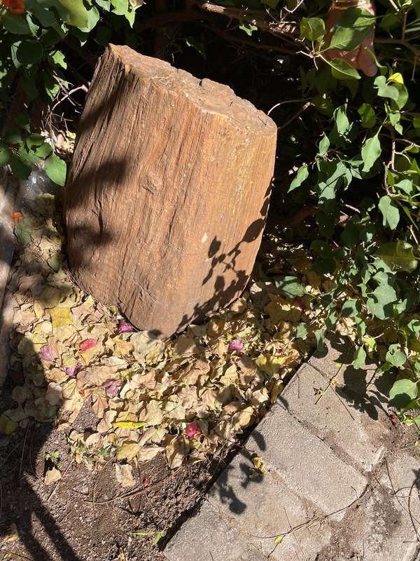 Petrified Wood Fossil Rock 23 kg