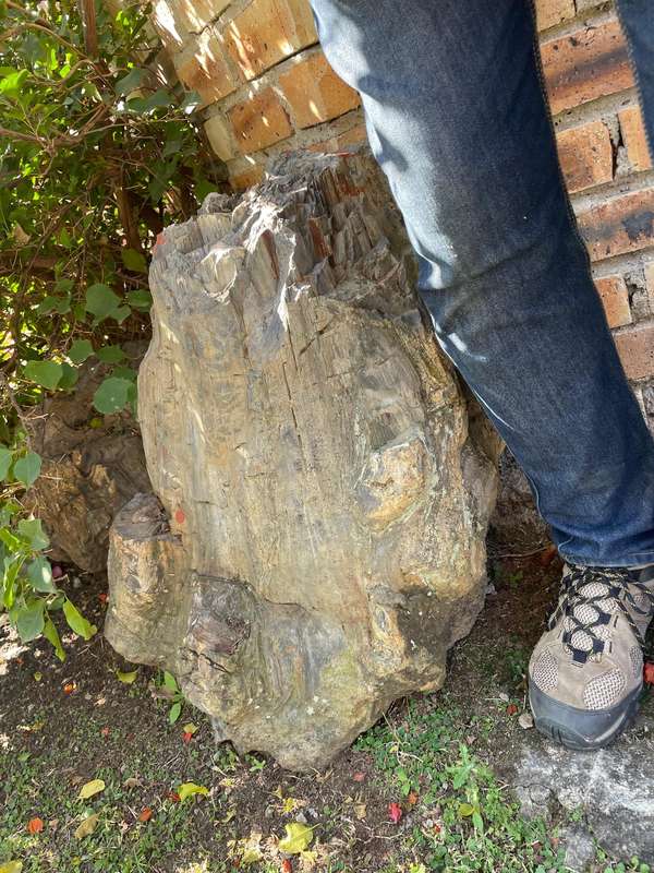 Petrified Wood Fossil Rock 23 kg