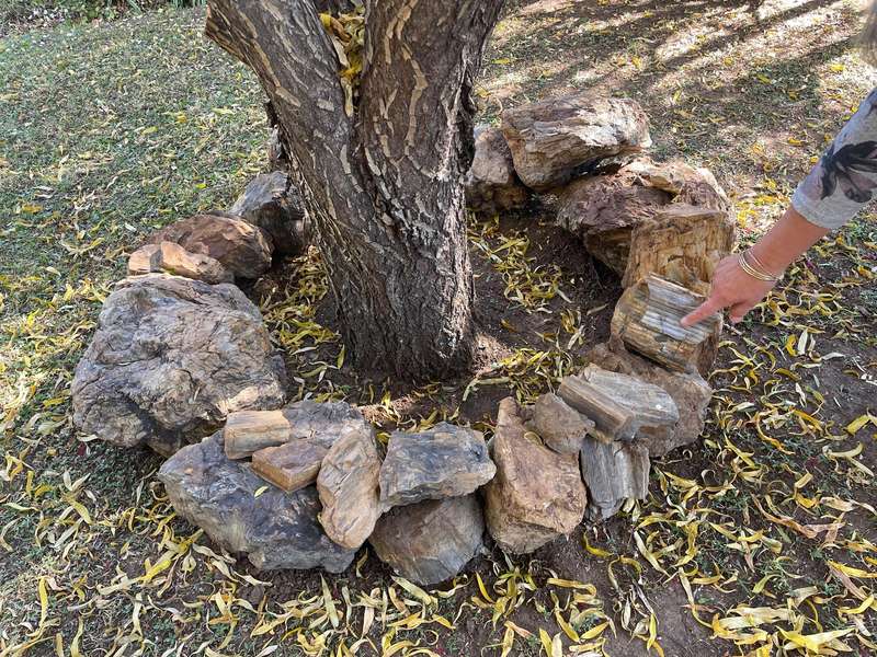 Petrified Wood Fossil Rock 23 kg