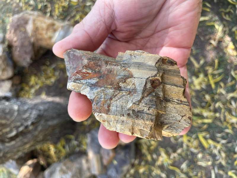 Petrified Wood Fossil Rock 23 kg