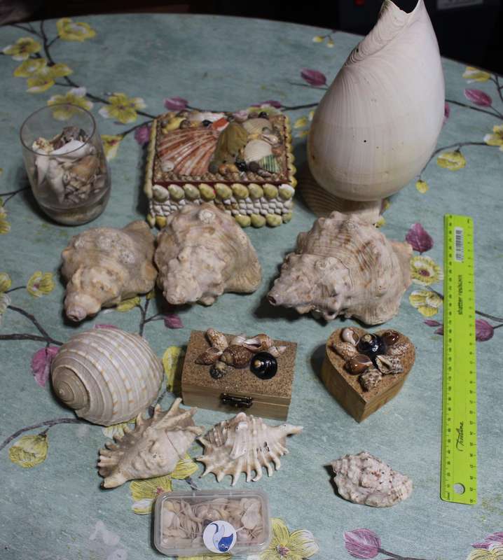All kinds of Sea Shells & Trinkets. All for one! See photos.