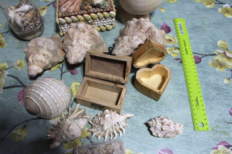 All kinds of Sea Shells & Trinkets. All for one! See photos.