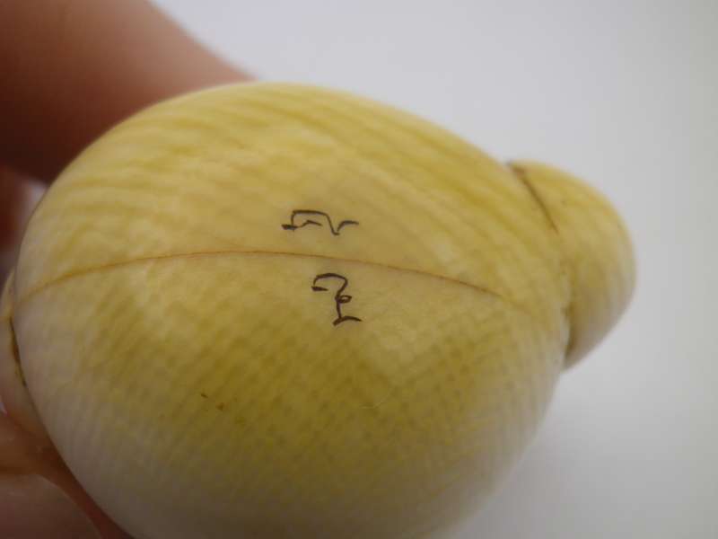 Rare Vintage SIGNED Japanese DARUMA Carved Netsuke. Very Unusual.