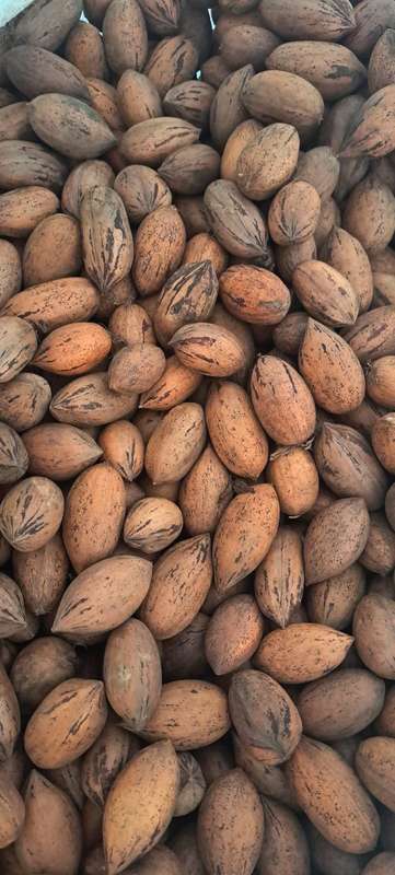 1KG Fresh Pecan Nuts In Shell
