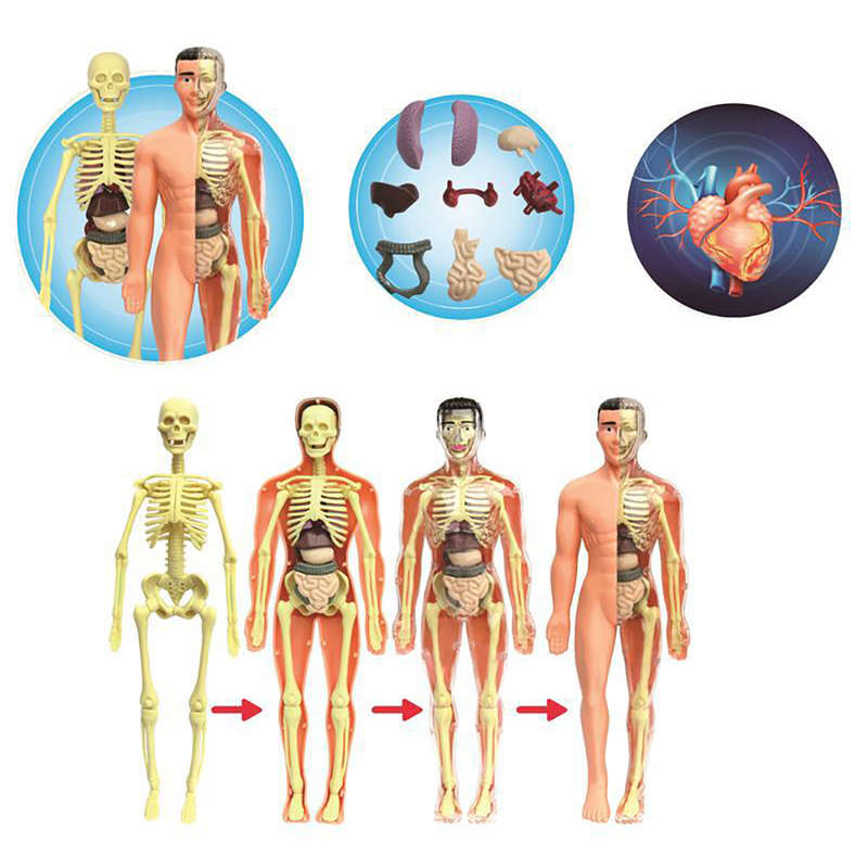 Human Body Model Toys Anatomy Model Medical Education Display