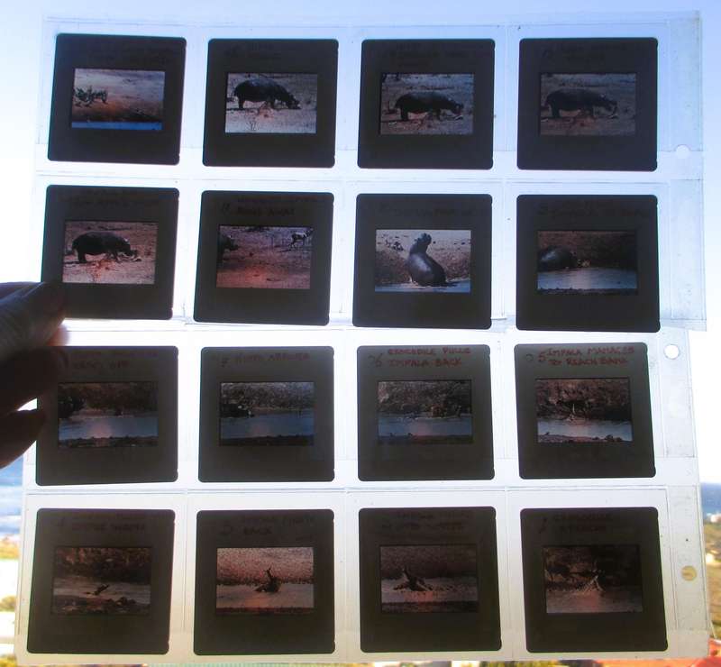 Hippo to the Rescue, 16 x 35 mm slides