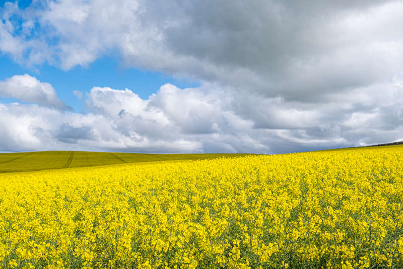 Canola Field - A0 Canvas Print