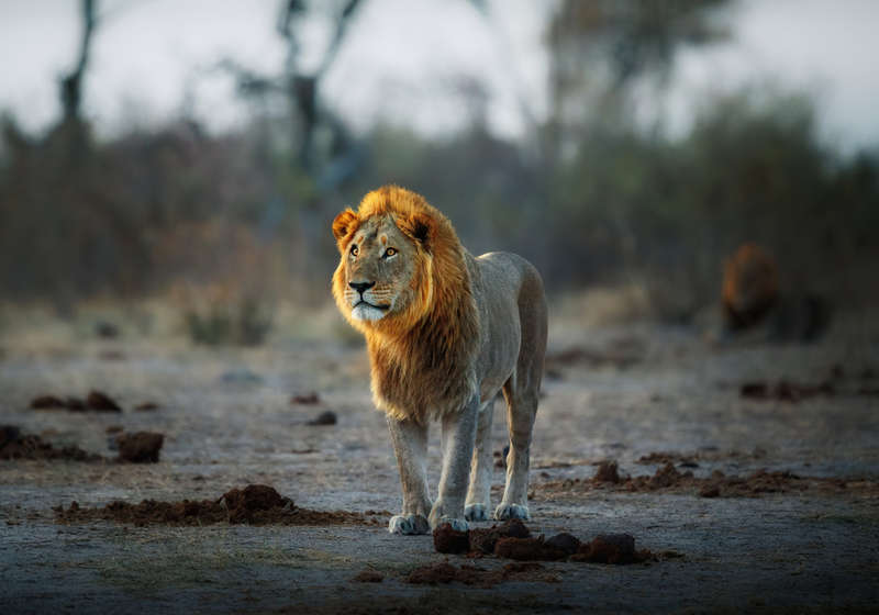 Male African Lion  - A0 Canvas Print