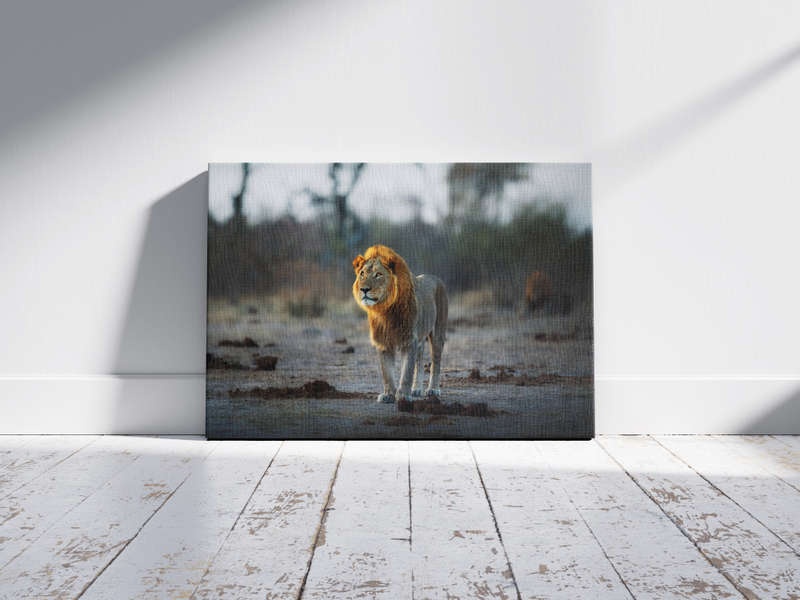 Male African Lion  - A0 Canvas Print