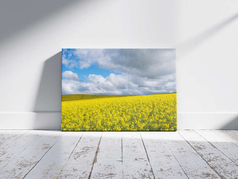 Canola Field - A0 Canvas Print