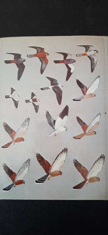 Birds of Prey of Southern Africa by Peter Steyn