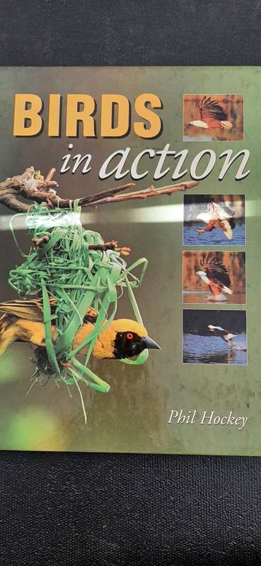 Birds in action by Phil Hockey