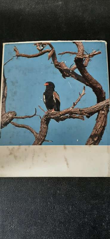 Eagle Days by Peter Steyn