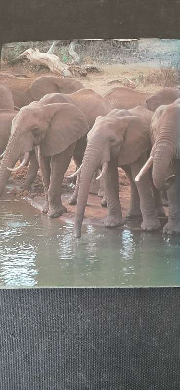 Elephants - The Vanishing Giants by Dan Freeman