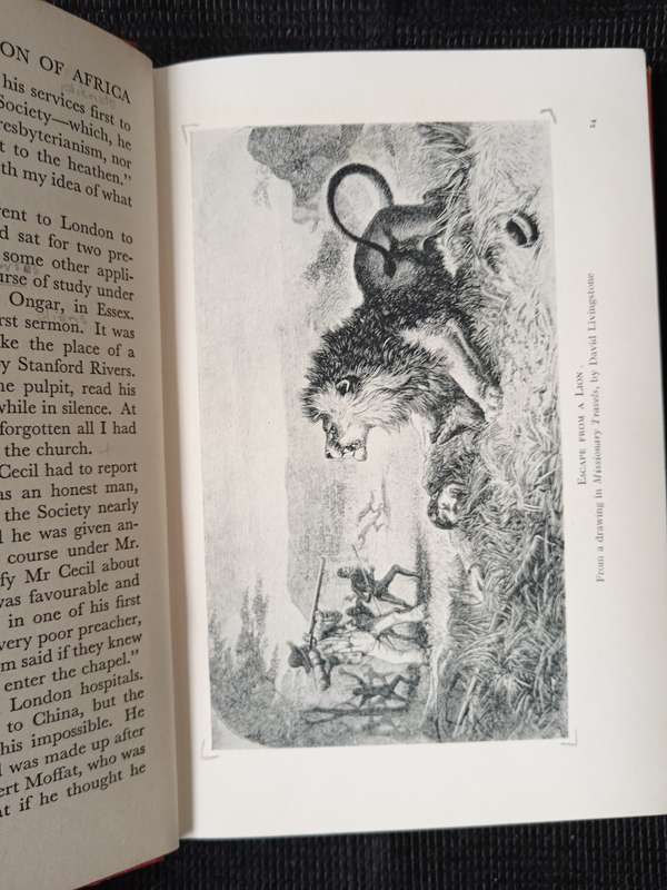 Lion of Africa by Patrick Pringle