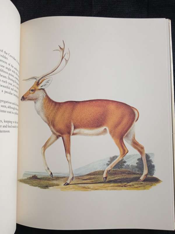 Larousse Animal Portraits by P P Grassé