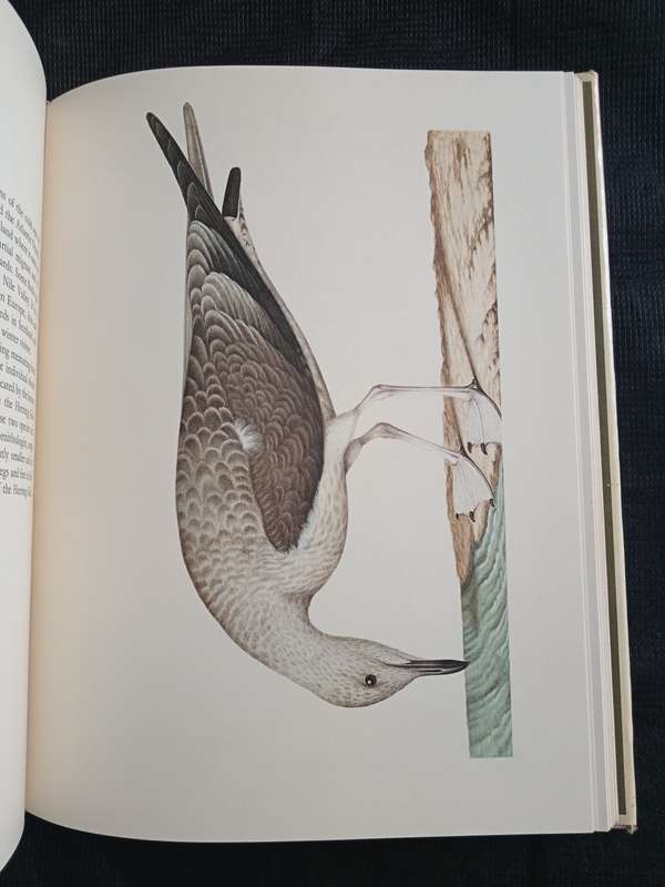 Larousse Animal Portraits by P P Grassé