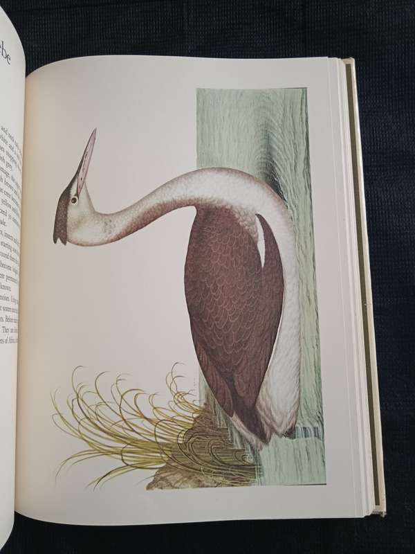 Larousse Animal Portraits by P P Grassé