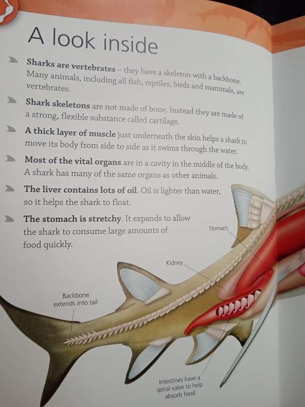 Encyclopedia of Sharks by Barbara Taylor