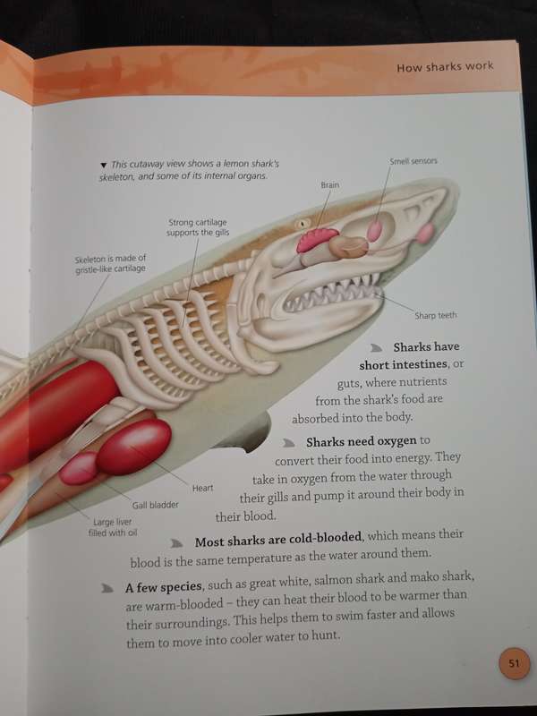 Encyclopedia of Sharks by Barbara Taylor