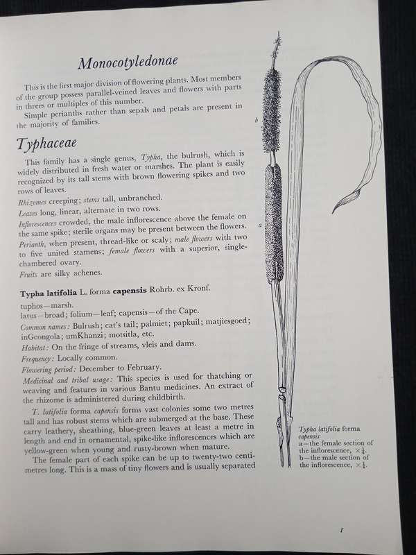Wild Flowers of the Witwatersrand by Annabelle Lucas