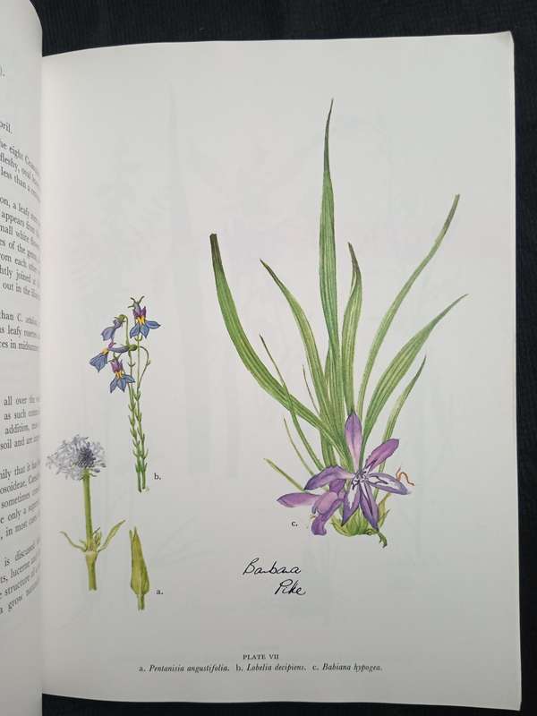 Wild Flowers of the Witwatersrand by Annabelle Lucas